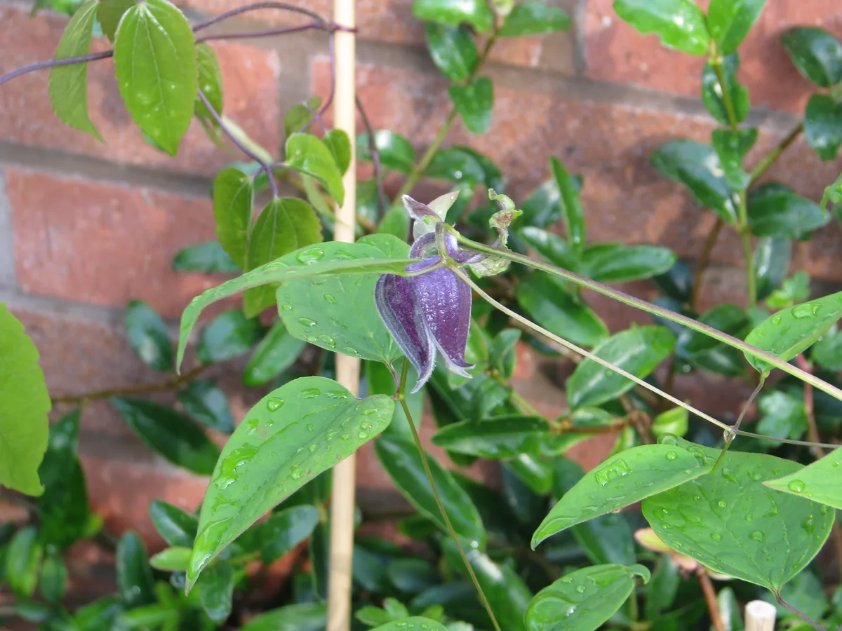 Pitchers Leatherflower (Clematis pitcheri)