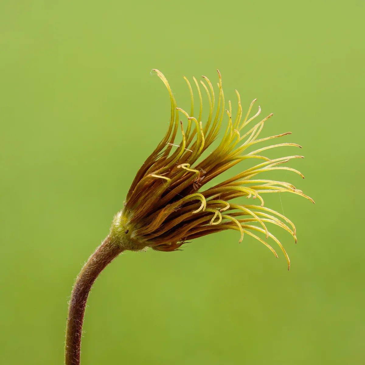 Texas Clematis (Clematis texensis)