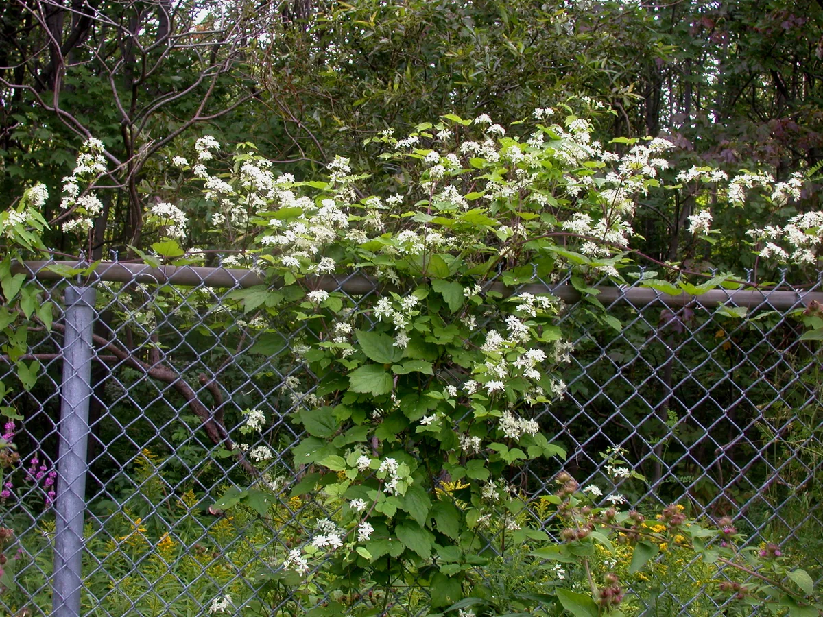 Virgin Bower (Clematis virginiana)