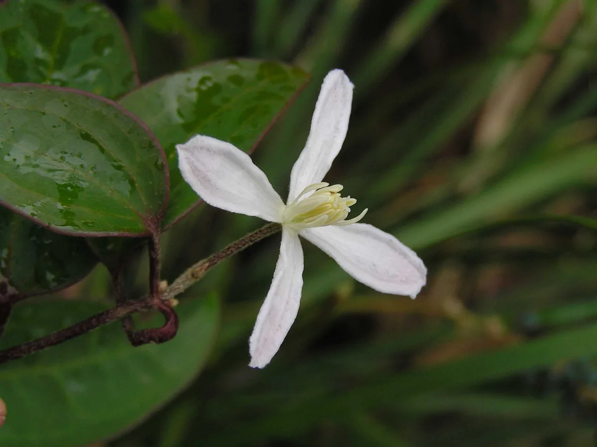 Chinese Clematis (Clematis chinensis)