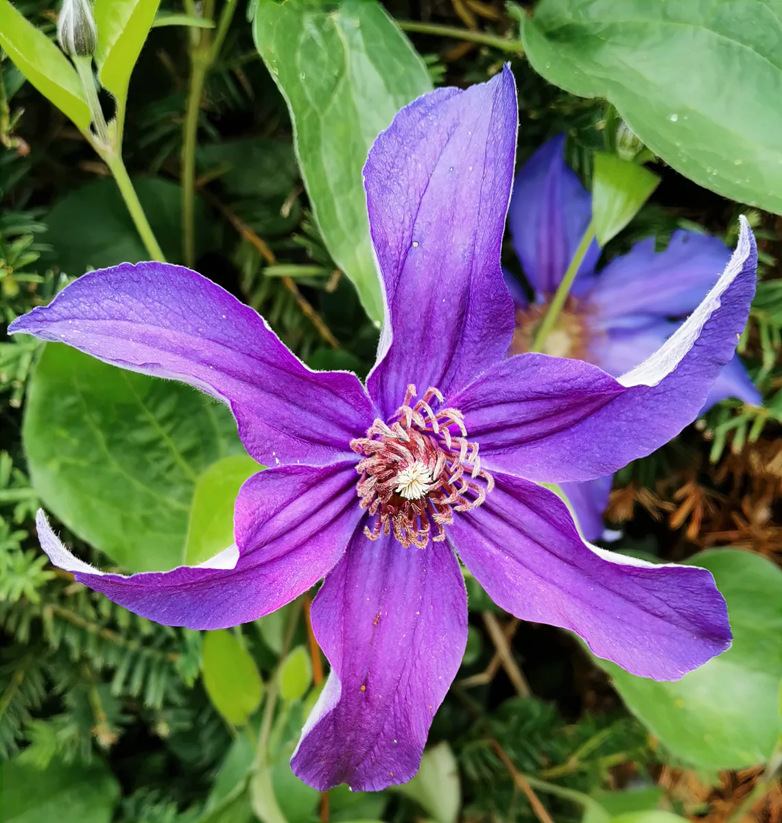 Bush Clematis (Clematis integrifolia)