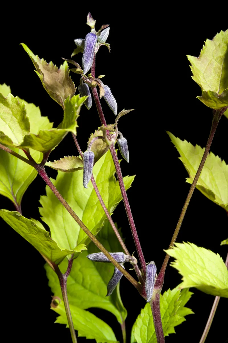 Tube Clematis (Clematis heracleifolia)