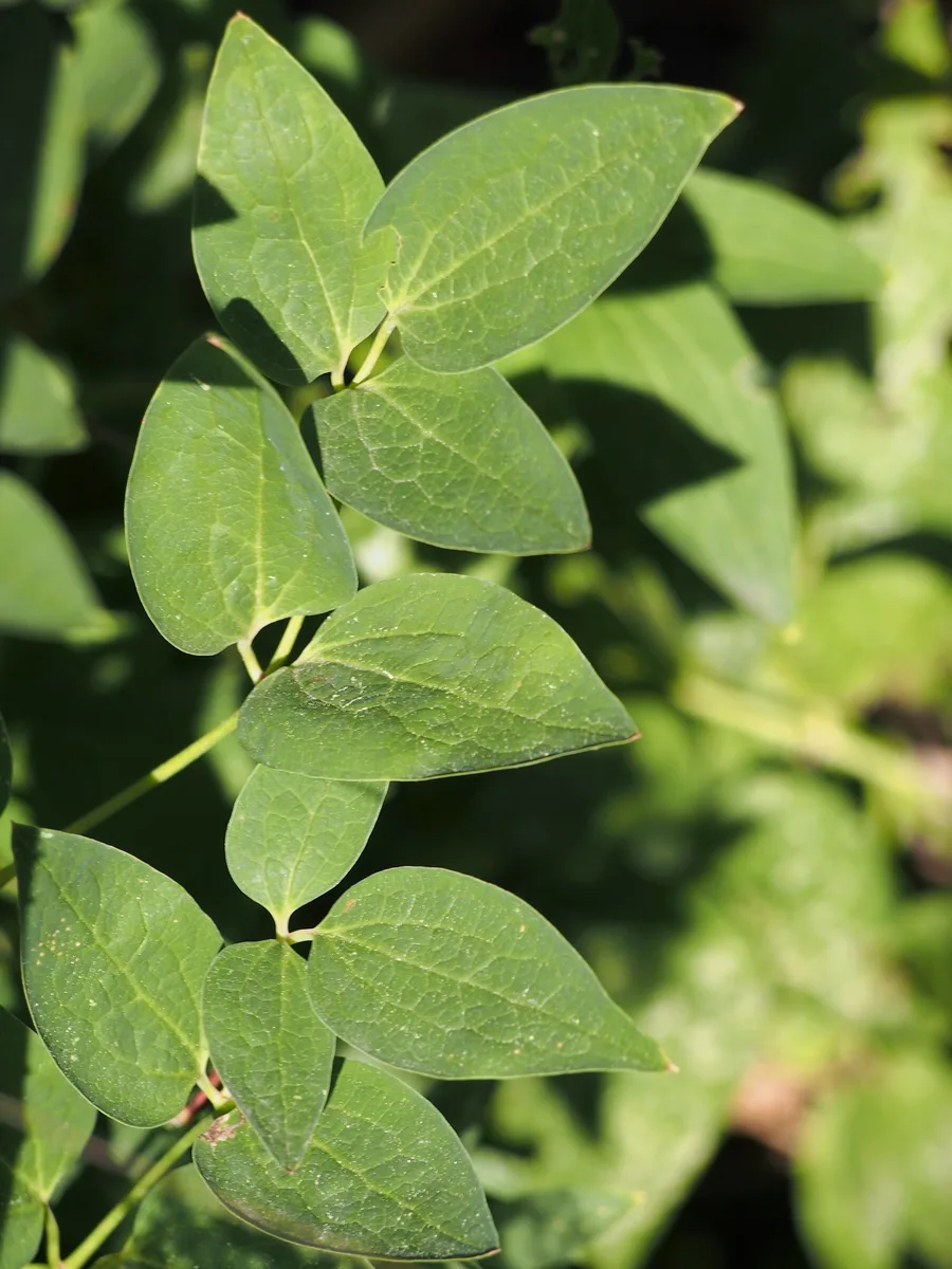Solitary Clematis (Clematis recta)