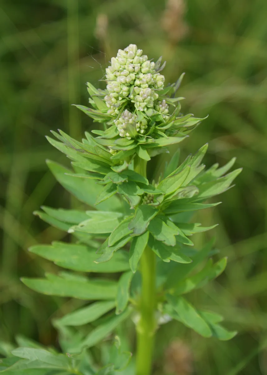 Yellow Meadow Rue