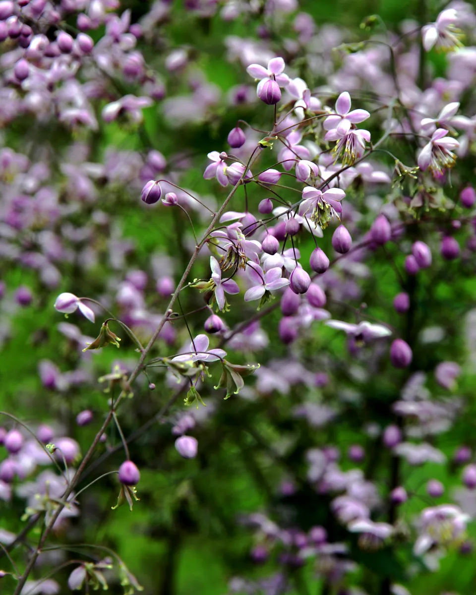 Chinese Meadow Rue (Thalictrum delavayi)