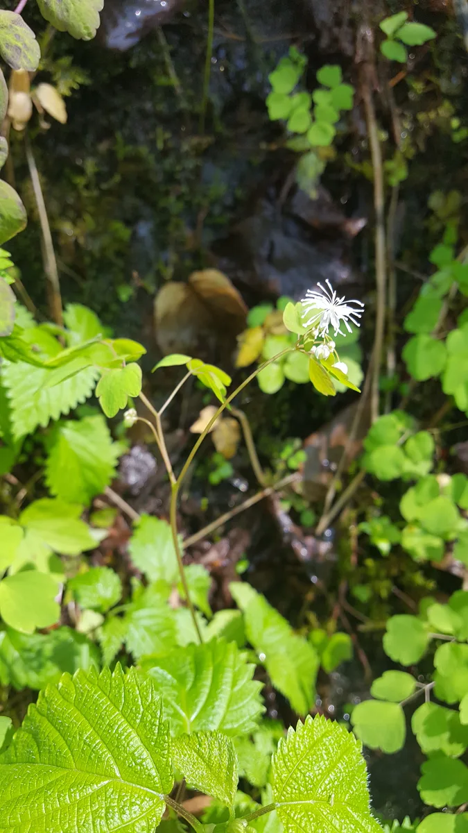 Rue Anemone Meadow Rue (Thalictrum clavatum)
