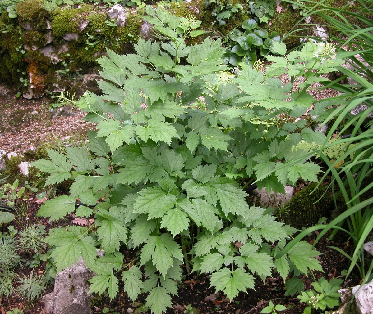 European Baneberry (Actaea spicata)