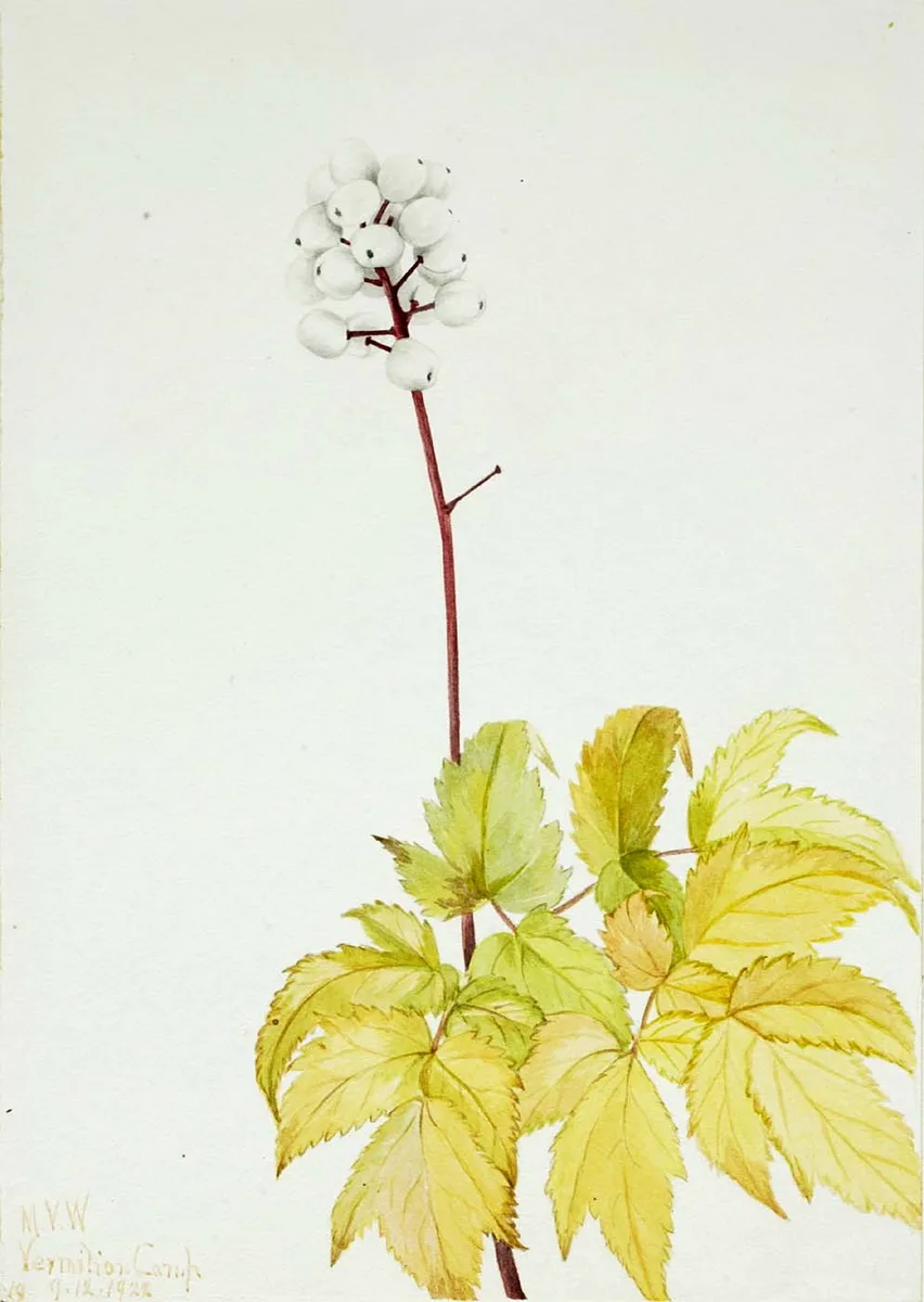 Mountain Baneberry (Actaea arguta)