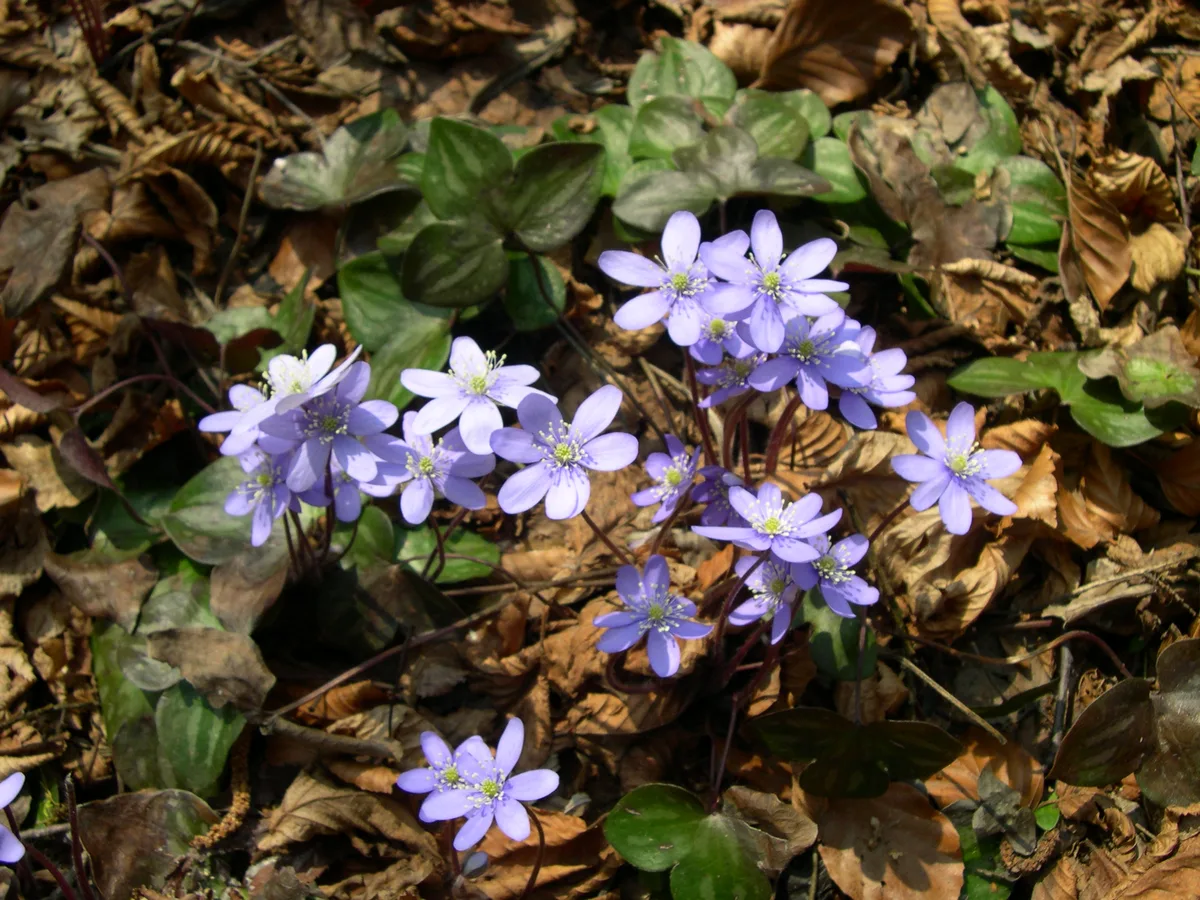 European Hepatica (Hepatica nobilis)