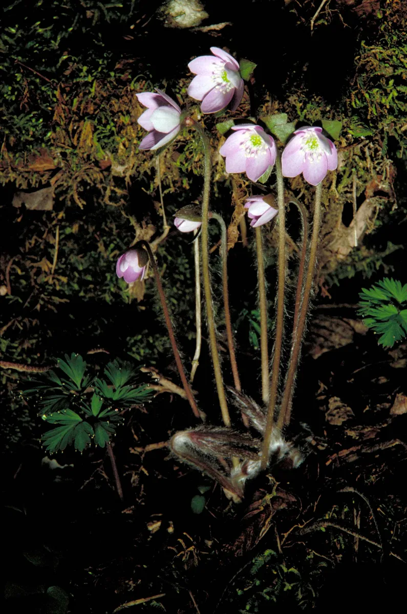 Roundlobed Hepatica (Hepatica americana)