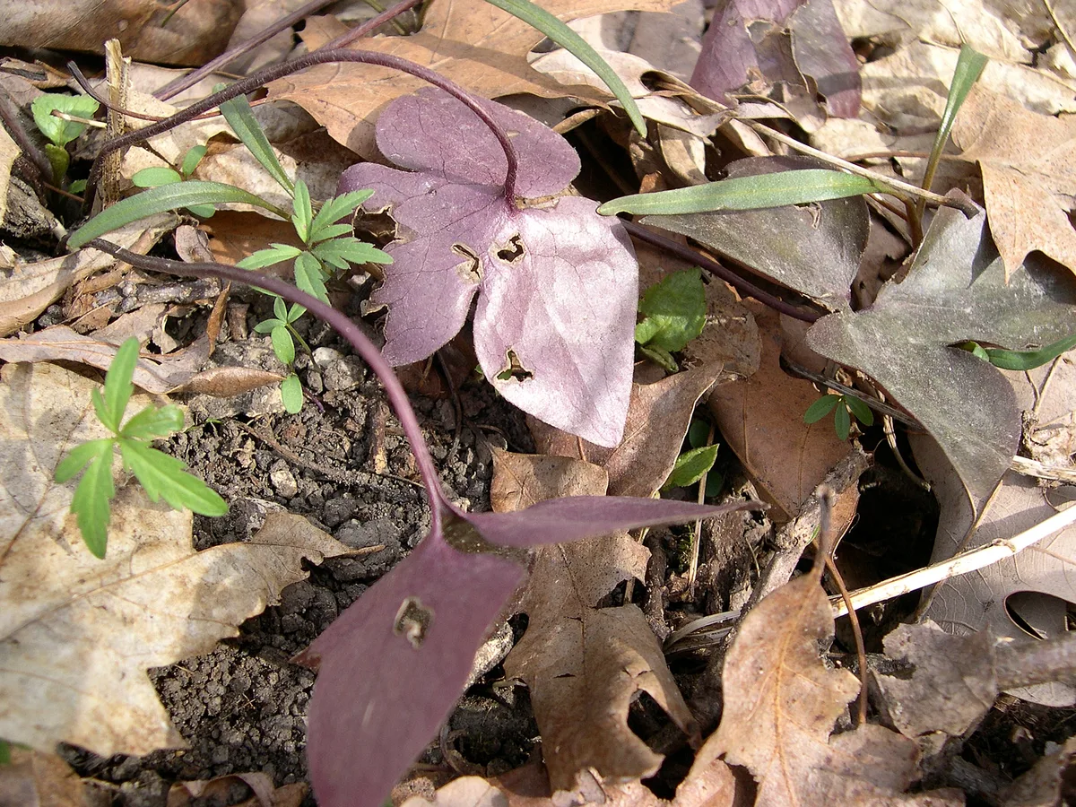 Sharplobed Hepatica (Hepatica acutiloba)