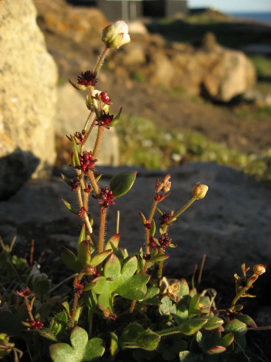 Drooping Saxifrage (Saxifraga cernua)