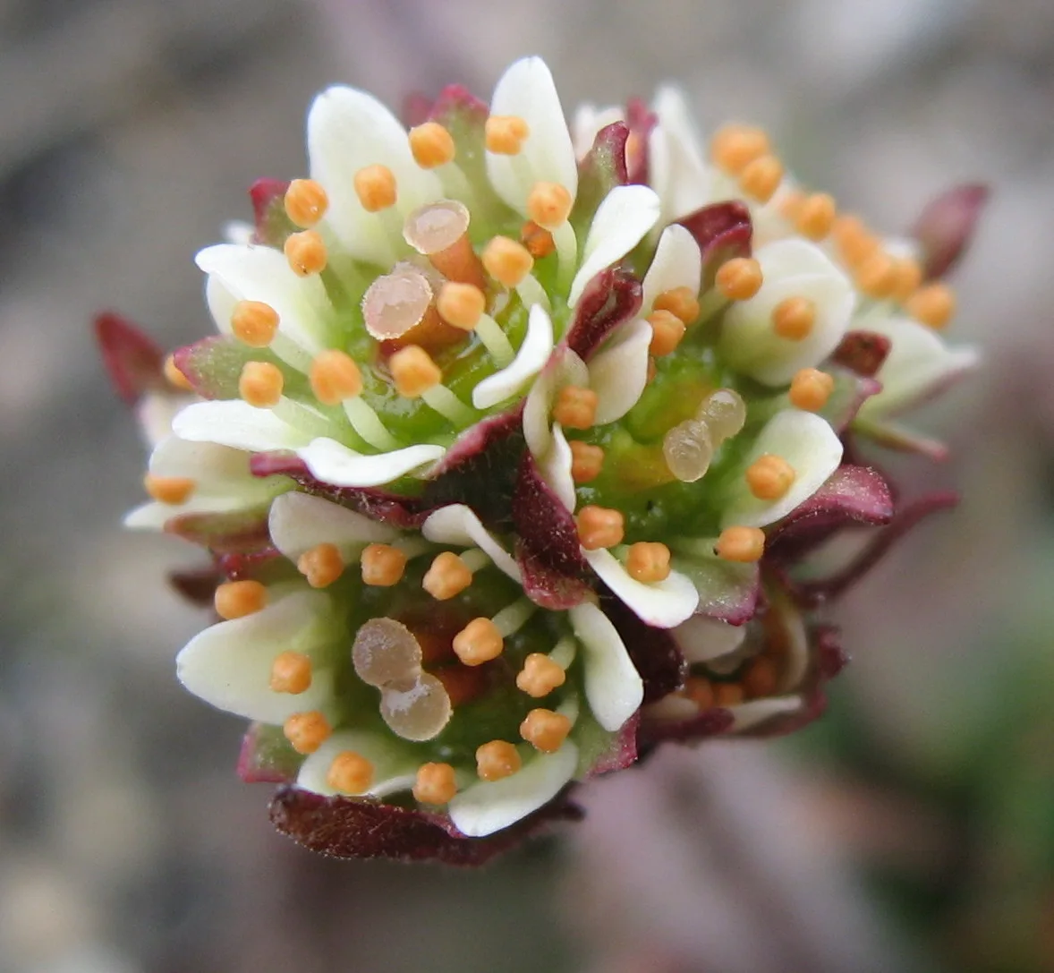 Snow Saxifrage (Saxifraga nivalis)