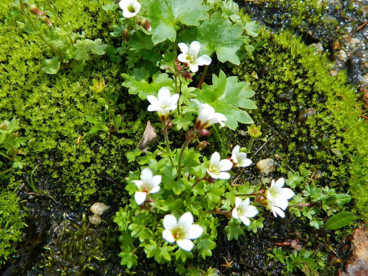 Maidenhair Spleenwort Saxifrage (Saxifraga sibirica)