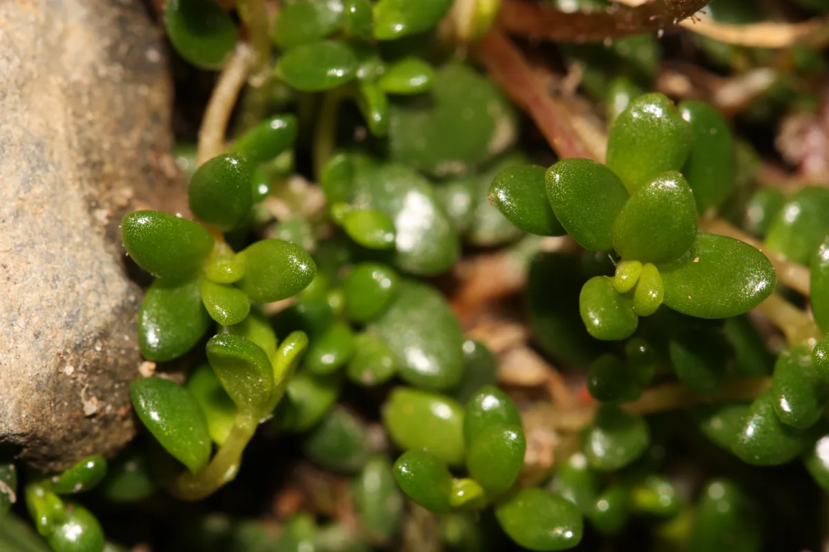 Tolmie Saxifrage (Micranthes tolmiei)