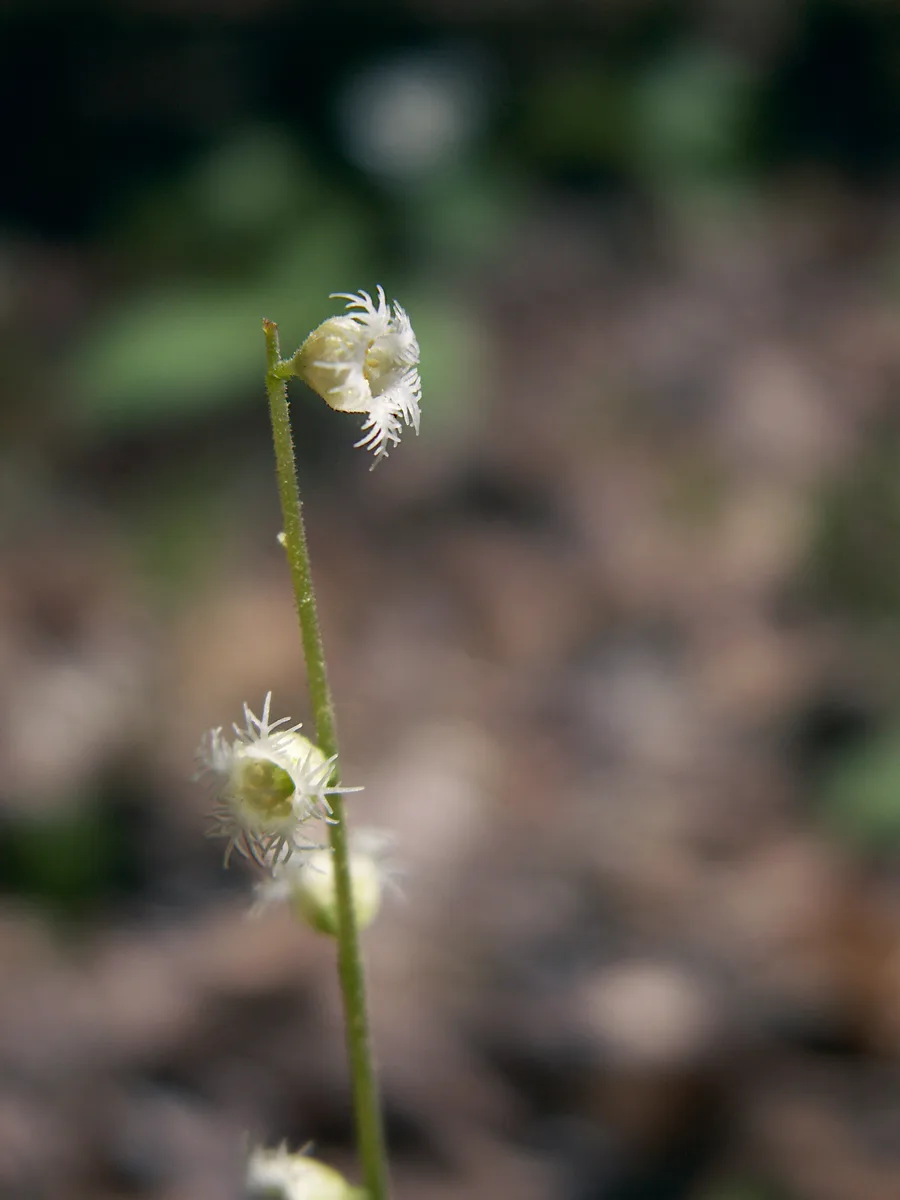 Bishop Cap (Mitella diphylla)