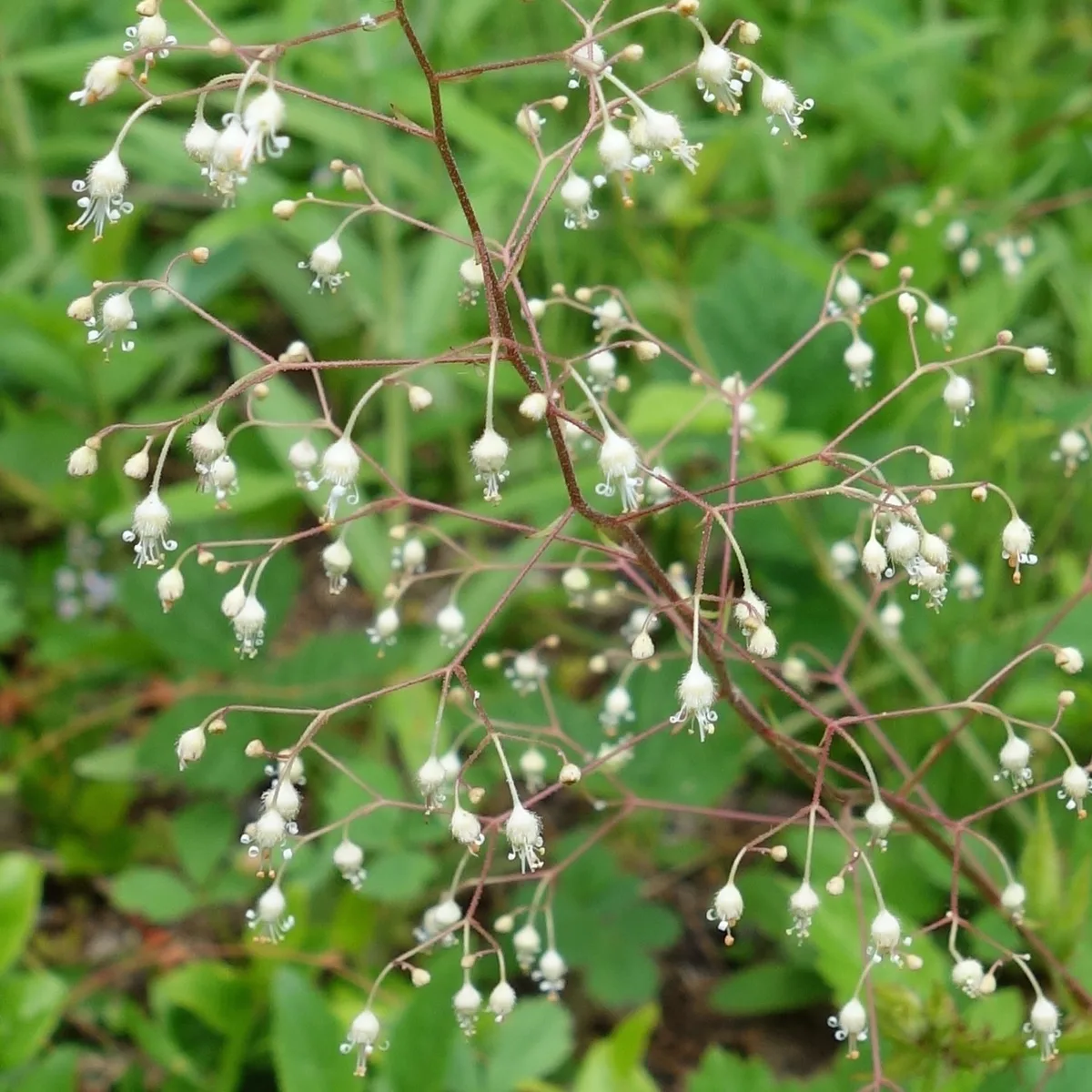 Crevice Alumroot