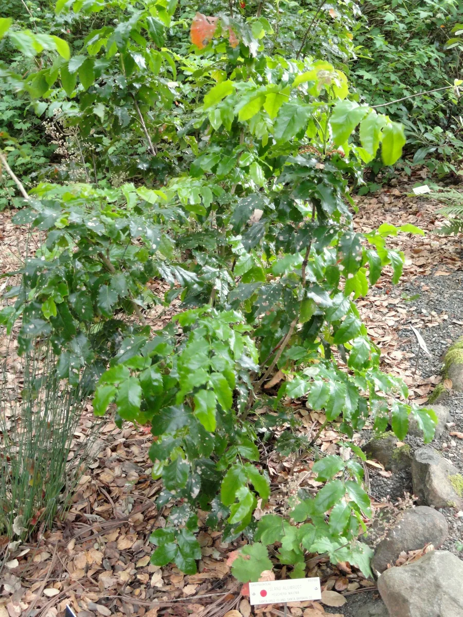 Island Alumroot
