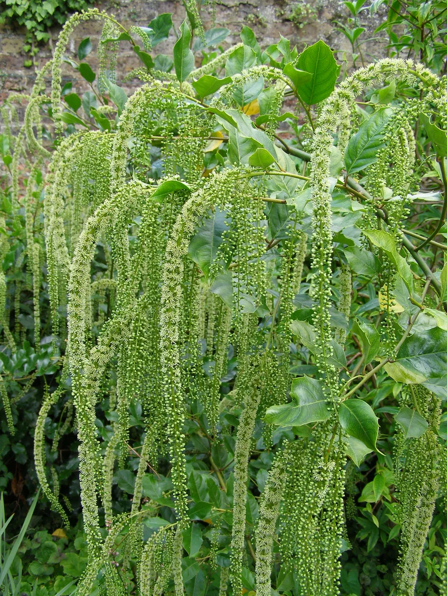 Chinese Itea (Itea ilicifolia)