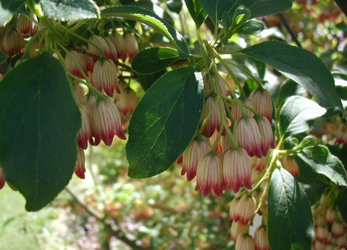 Redvein Enkianthus