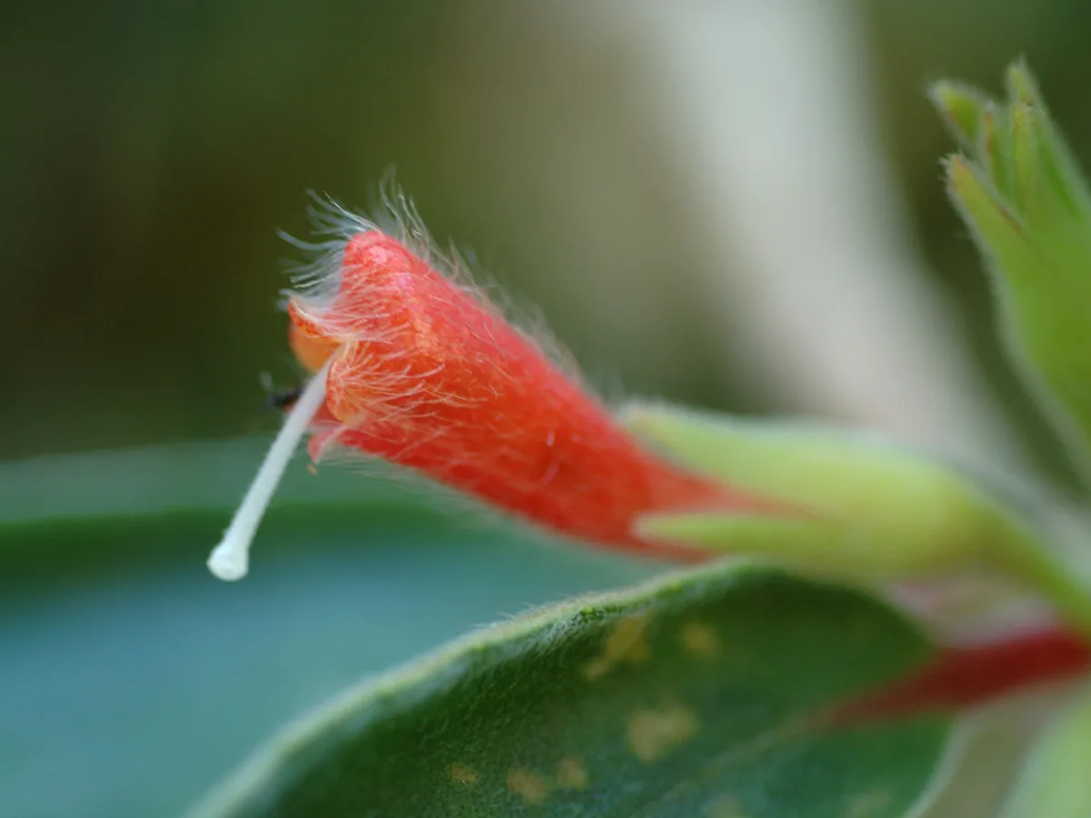 Orange Goldfish Plant