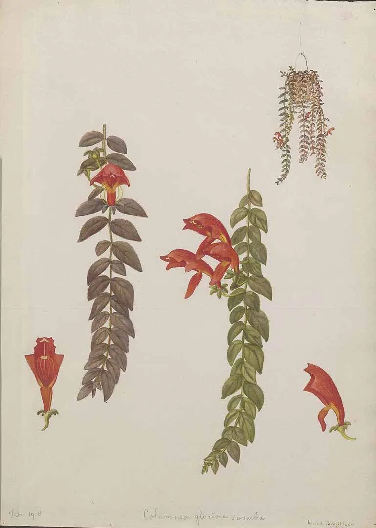 Krakatau Columnea