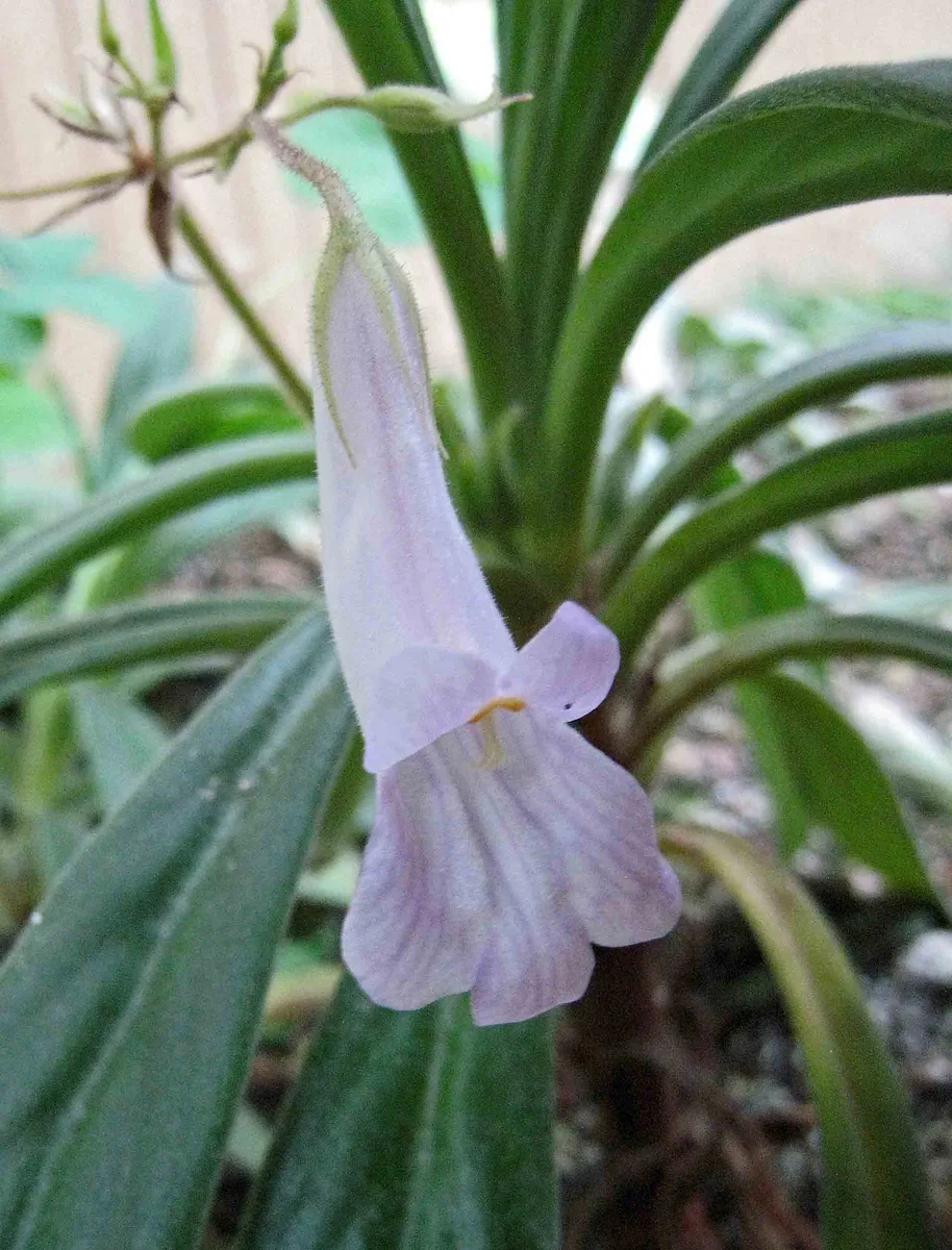 Longleaf Primulina
