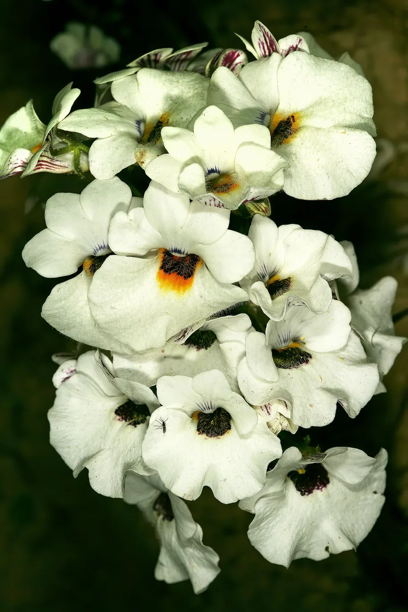 Cape Snapdragon (Nemesia strumosa)