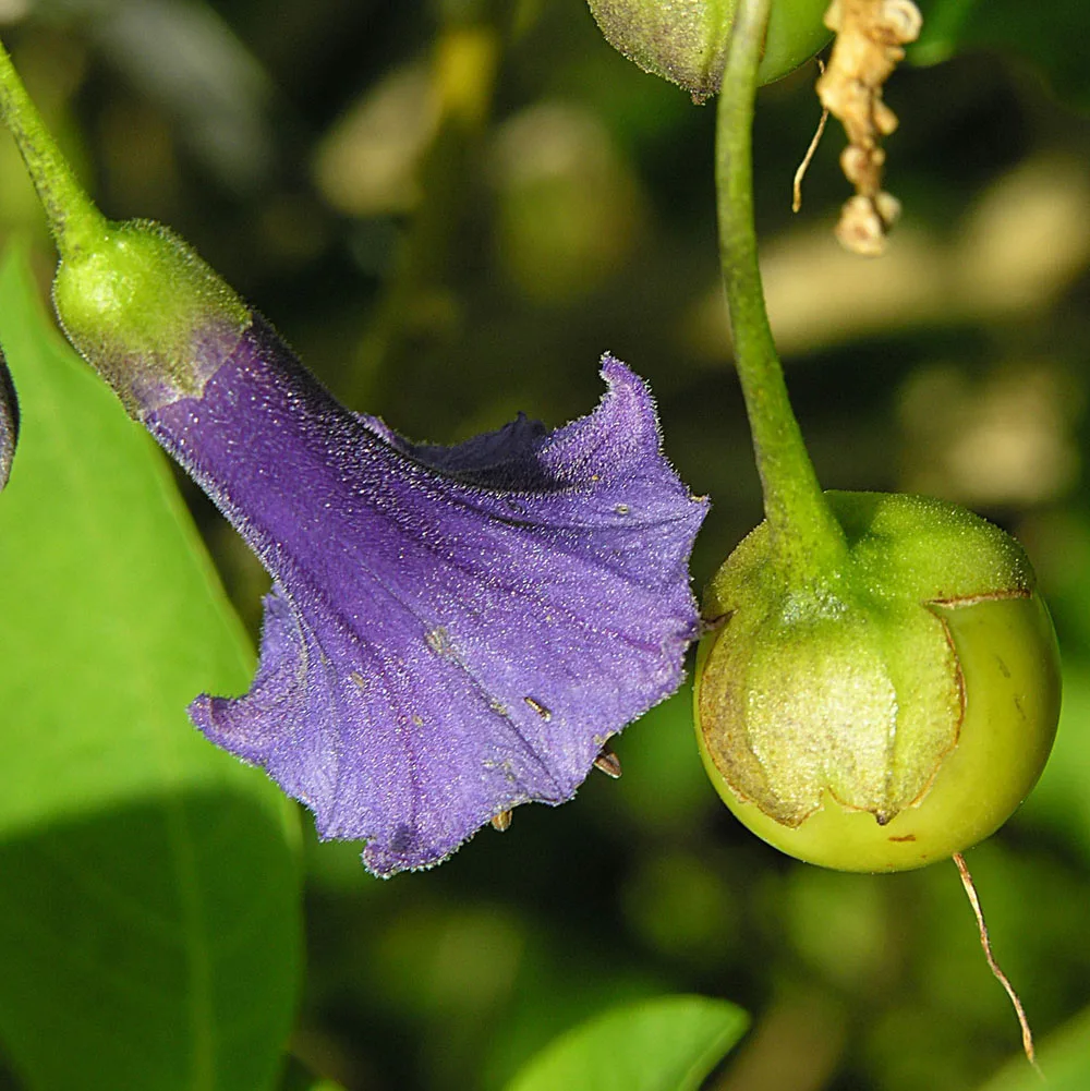 Sweet Tobacco Tree