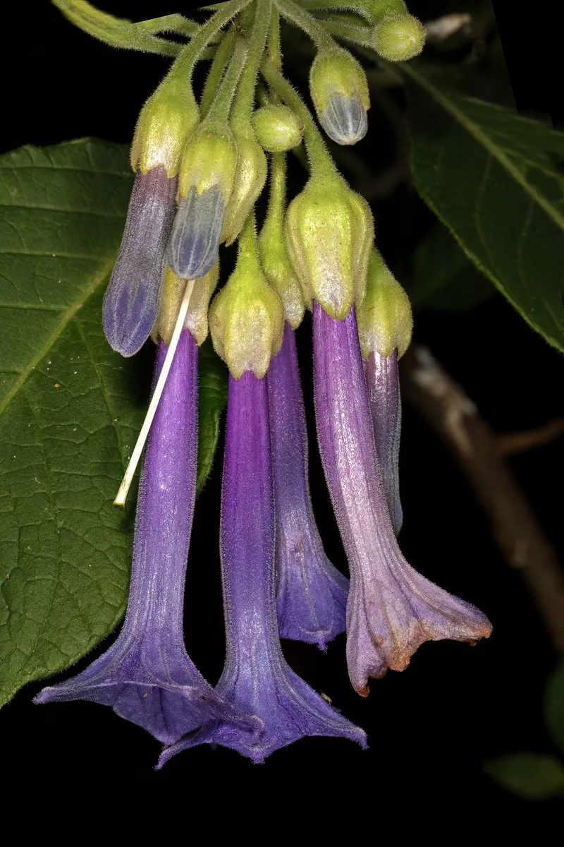 Purple Iochroma (Iochroma cyaneum)