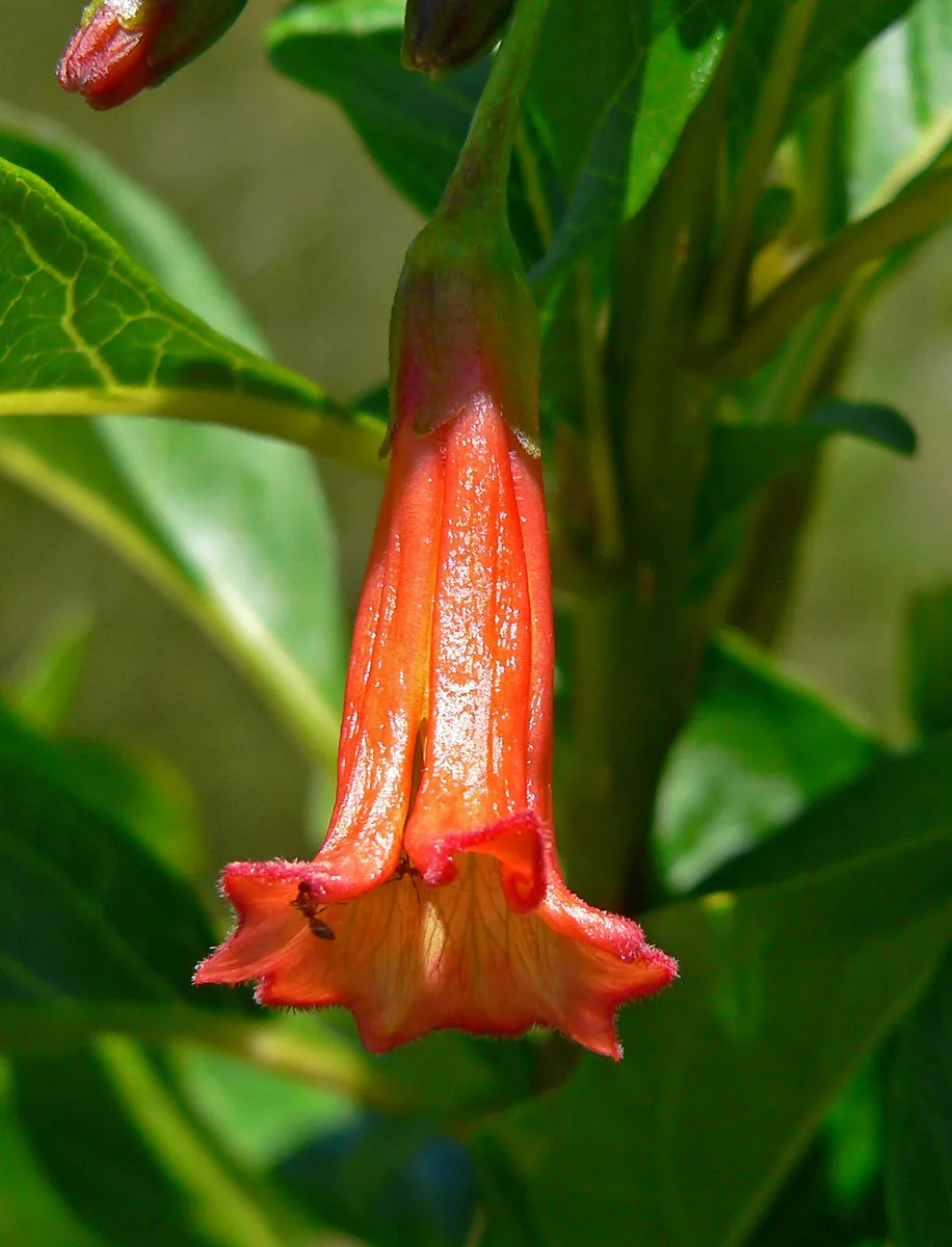 Scarlet Iochroma (Iochroma fuchsioides)