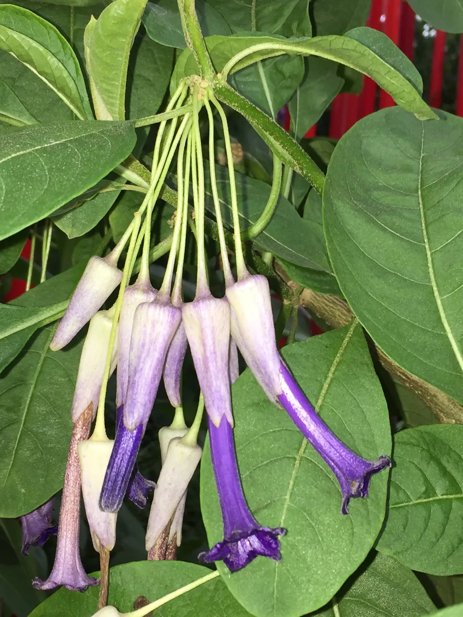 Angel Trumpet Iochroma (Iochroma calycinum)