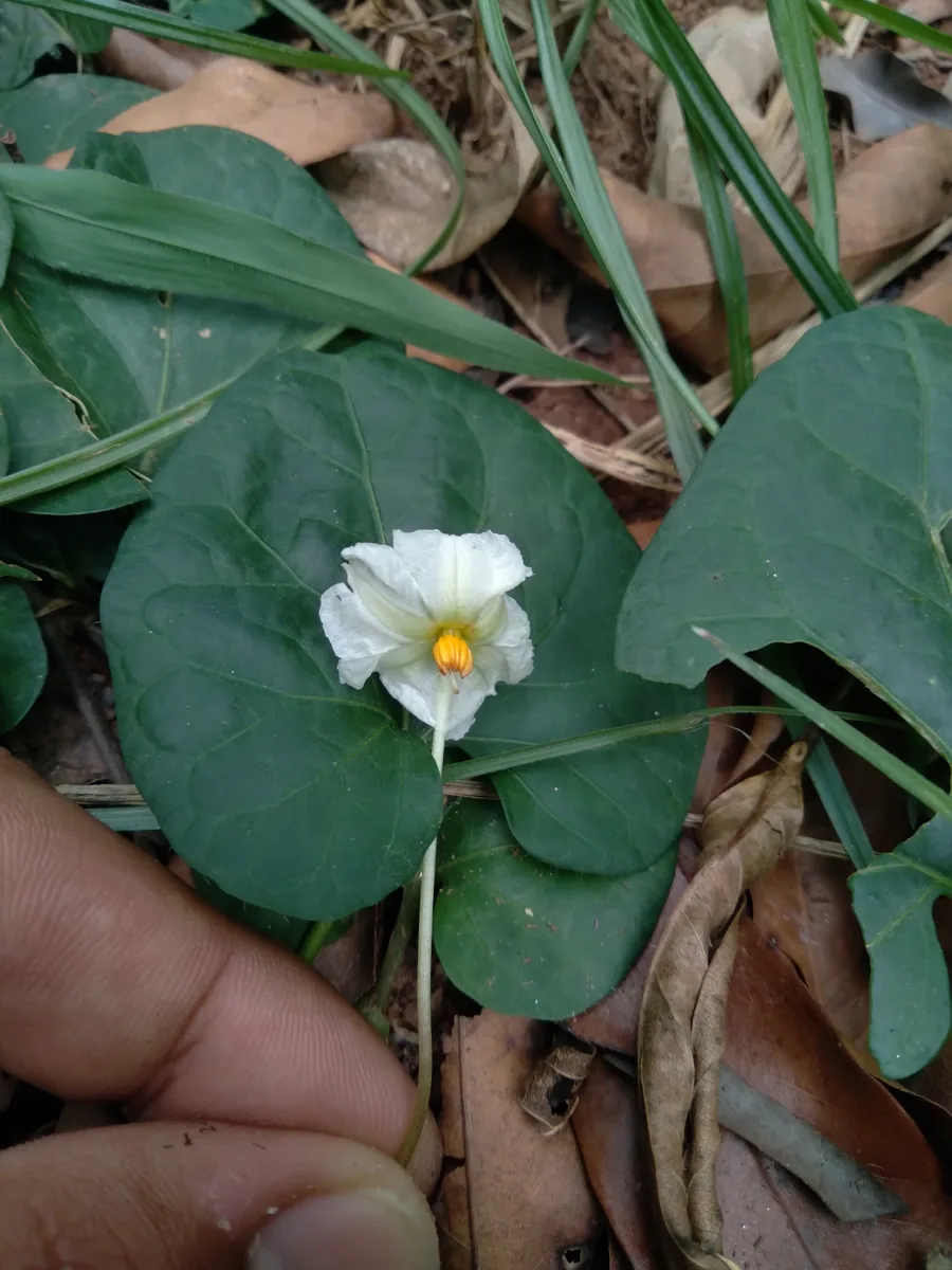 Paraguay Nightshade (Lycianthes asarifolia)