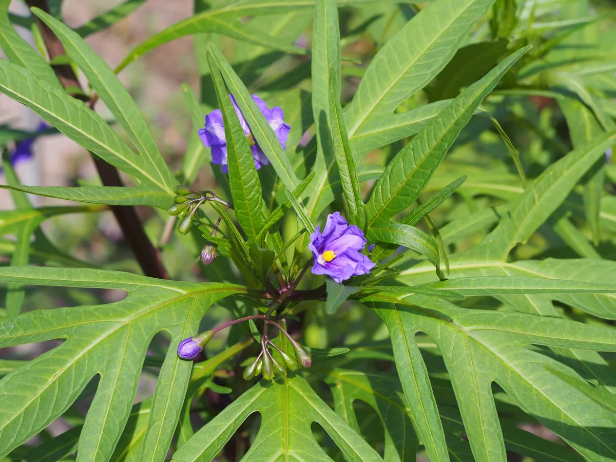 Australian Kangaroo Apple (Solanum aviculare)