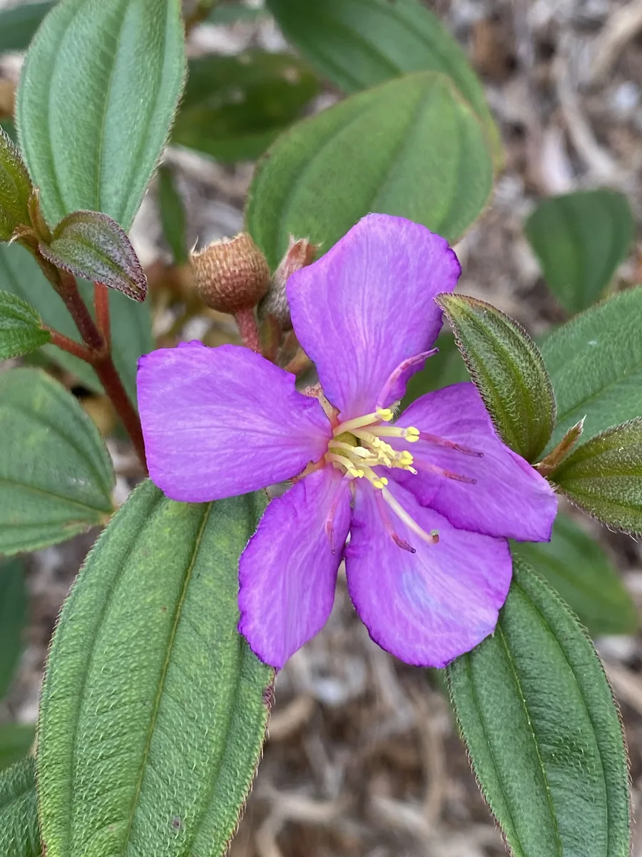 Singapore Rhododendron (Melastoma affine)