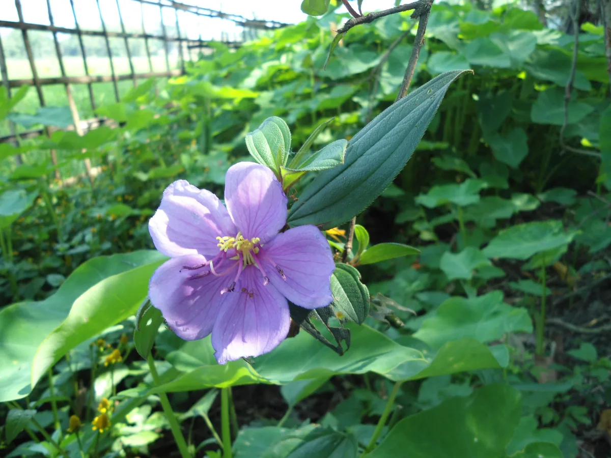 Indian Rhododendron (Melastoma imbricatum)