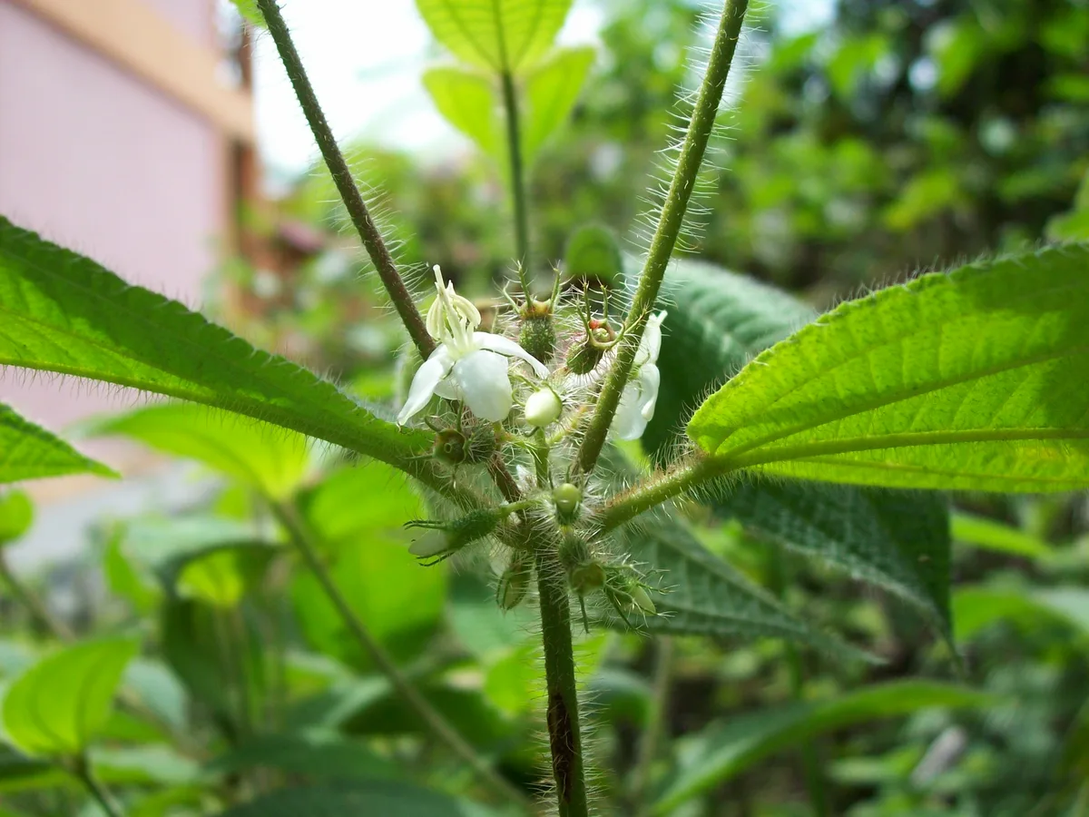 Koster Curse (Clidemia hirta)