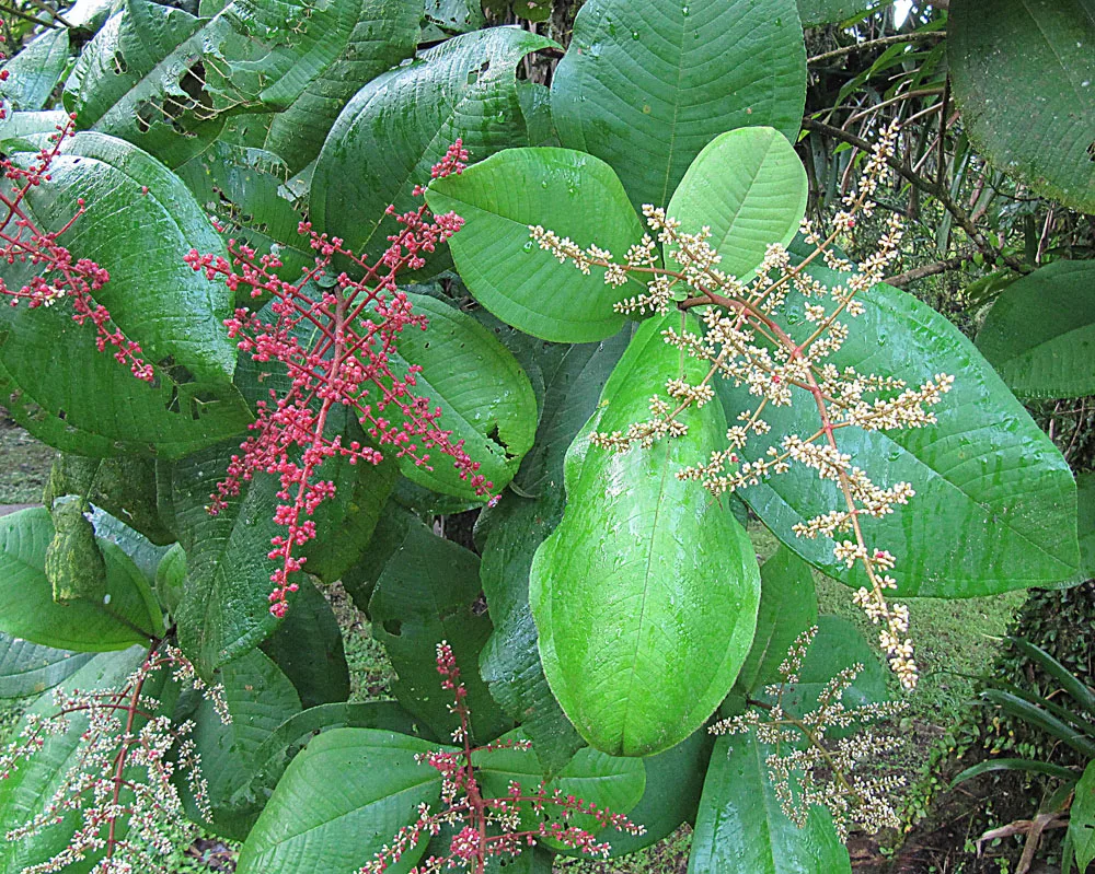 West Indian Miconia (Miconia impetiolaris)