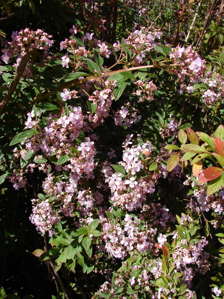 Pink Lady (Heterocentron subtriplinervium)