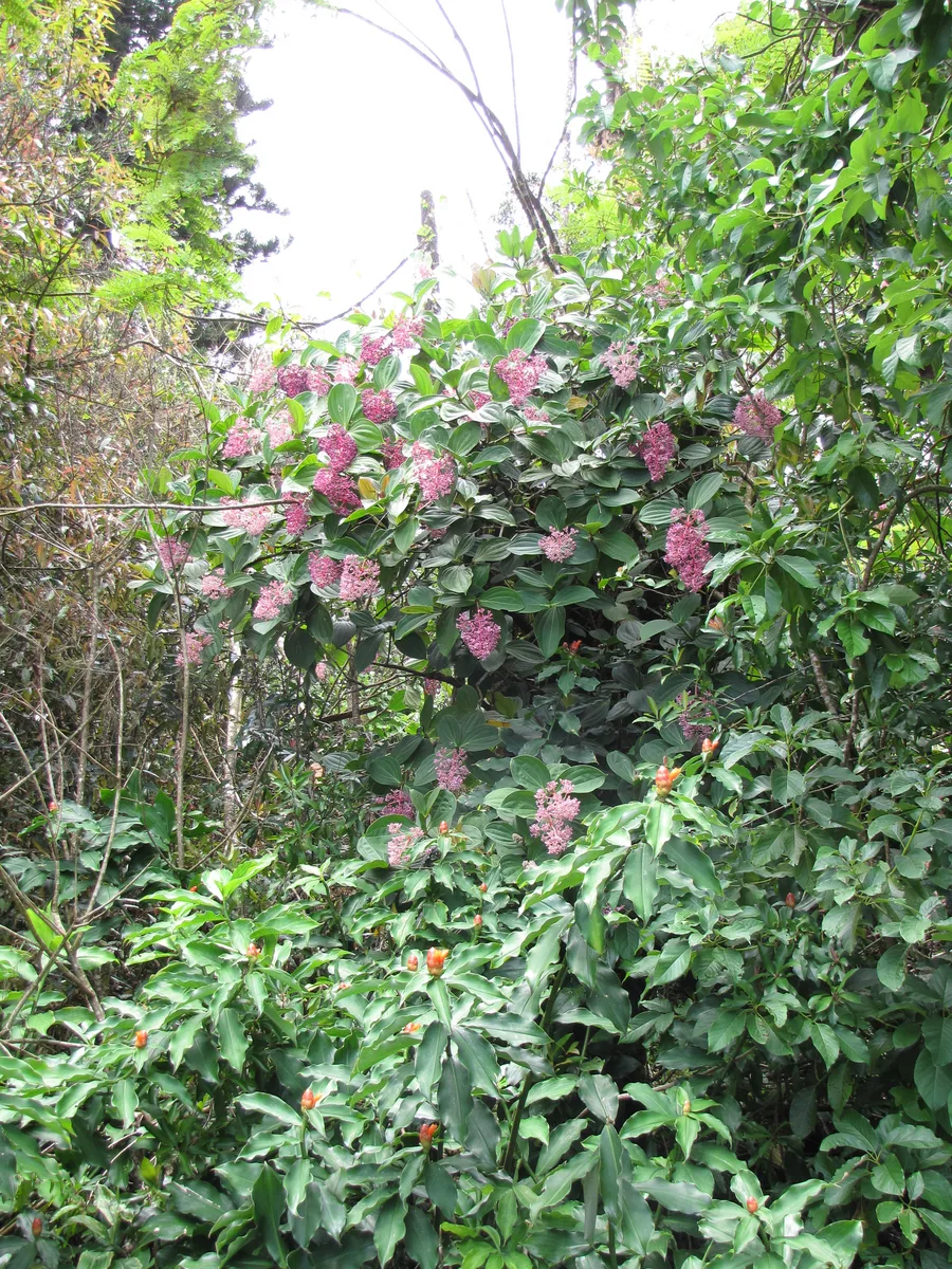 Philippine Medinilla (Medinilla cumingii)