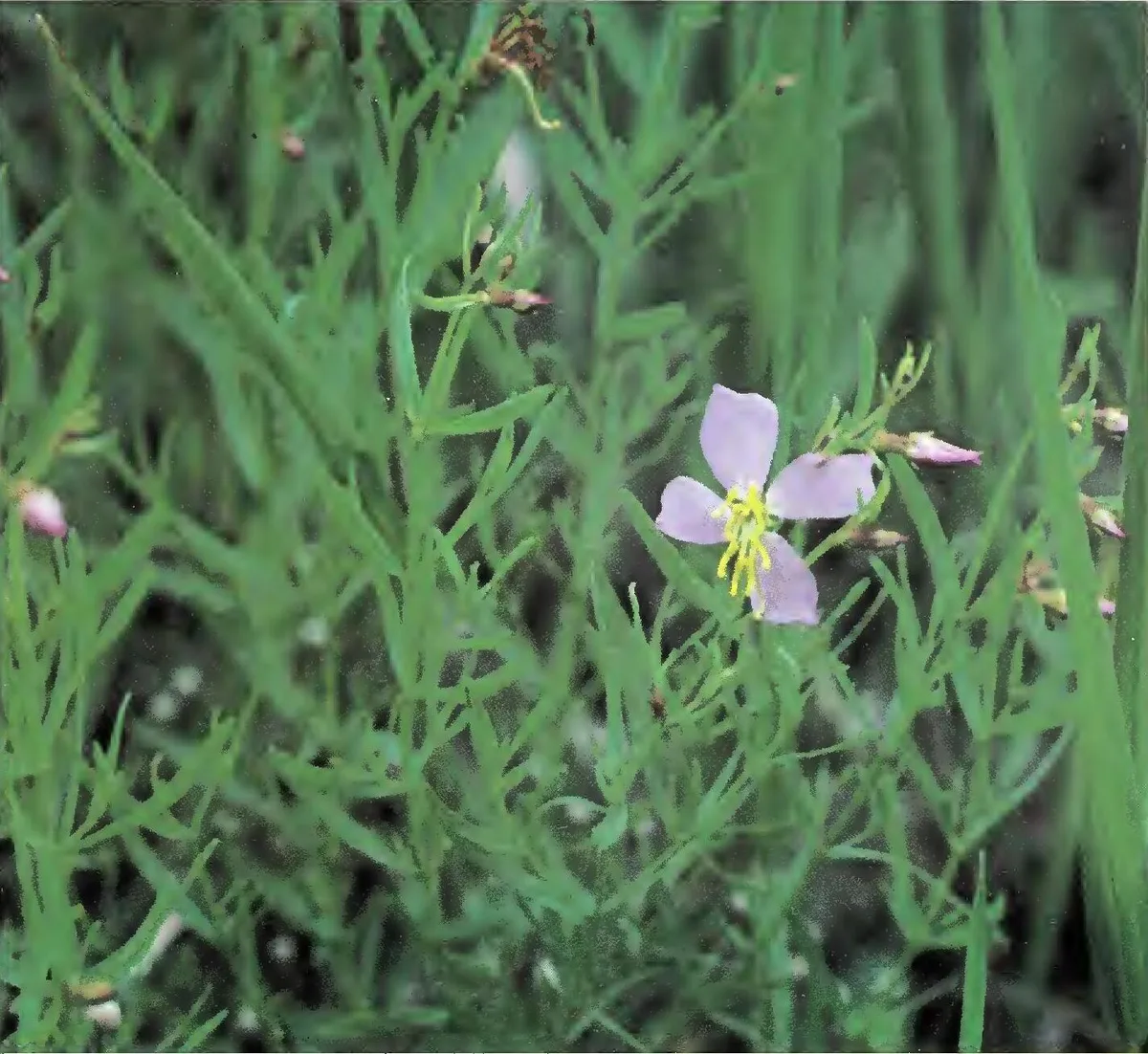 Savanna Meadow Beauty (Rhexia salicifolia)