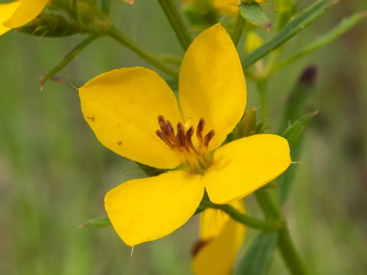 Pinebarren Meadow Beauty (Rhexia lutea)