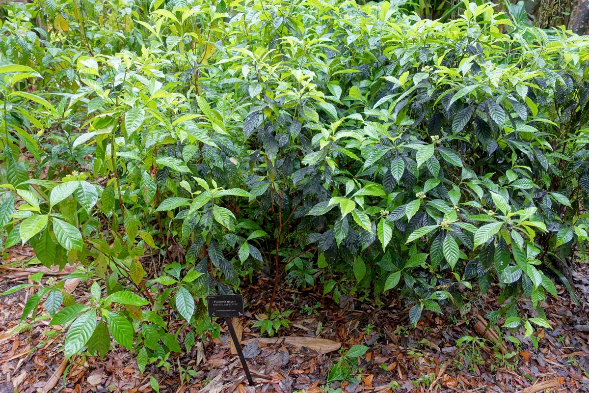 Shortleaf Wild Coffee (Psychotria tenuifolia)