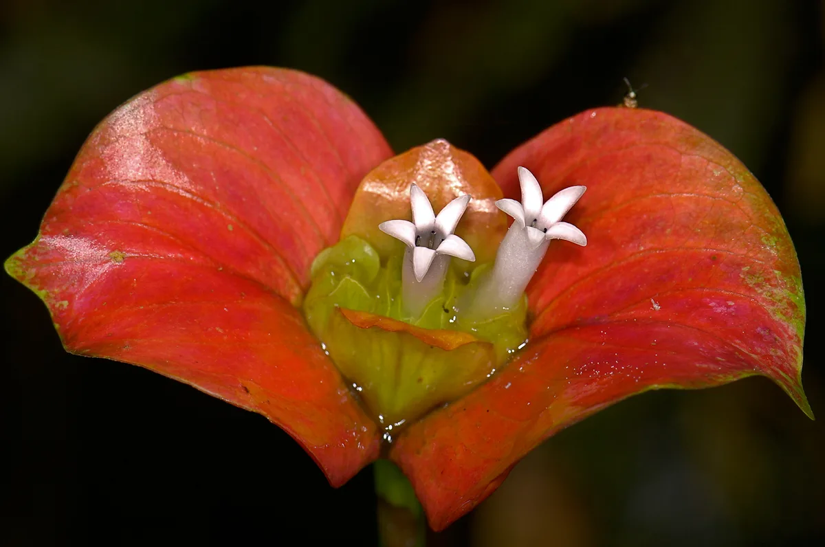 Hot Lips