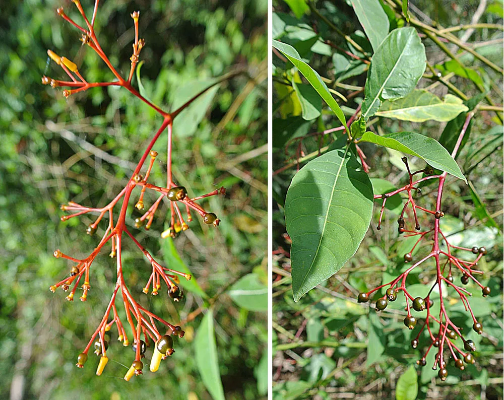 Yellow Palicourea