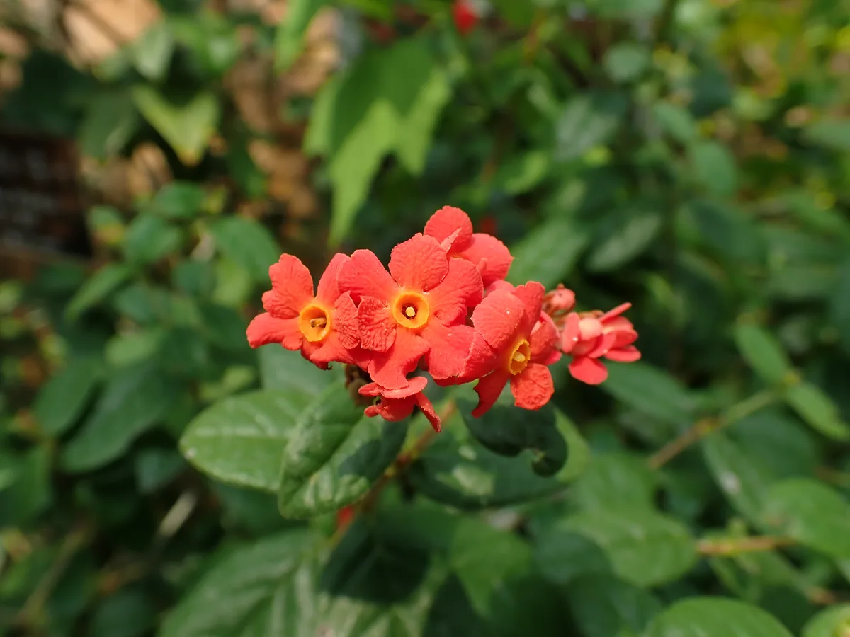 Fragrant Panama Rose (Rondeletia odorata)