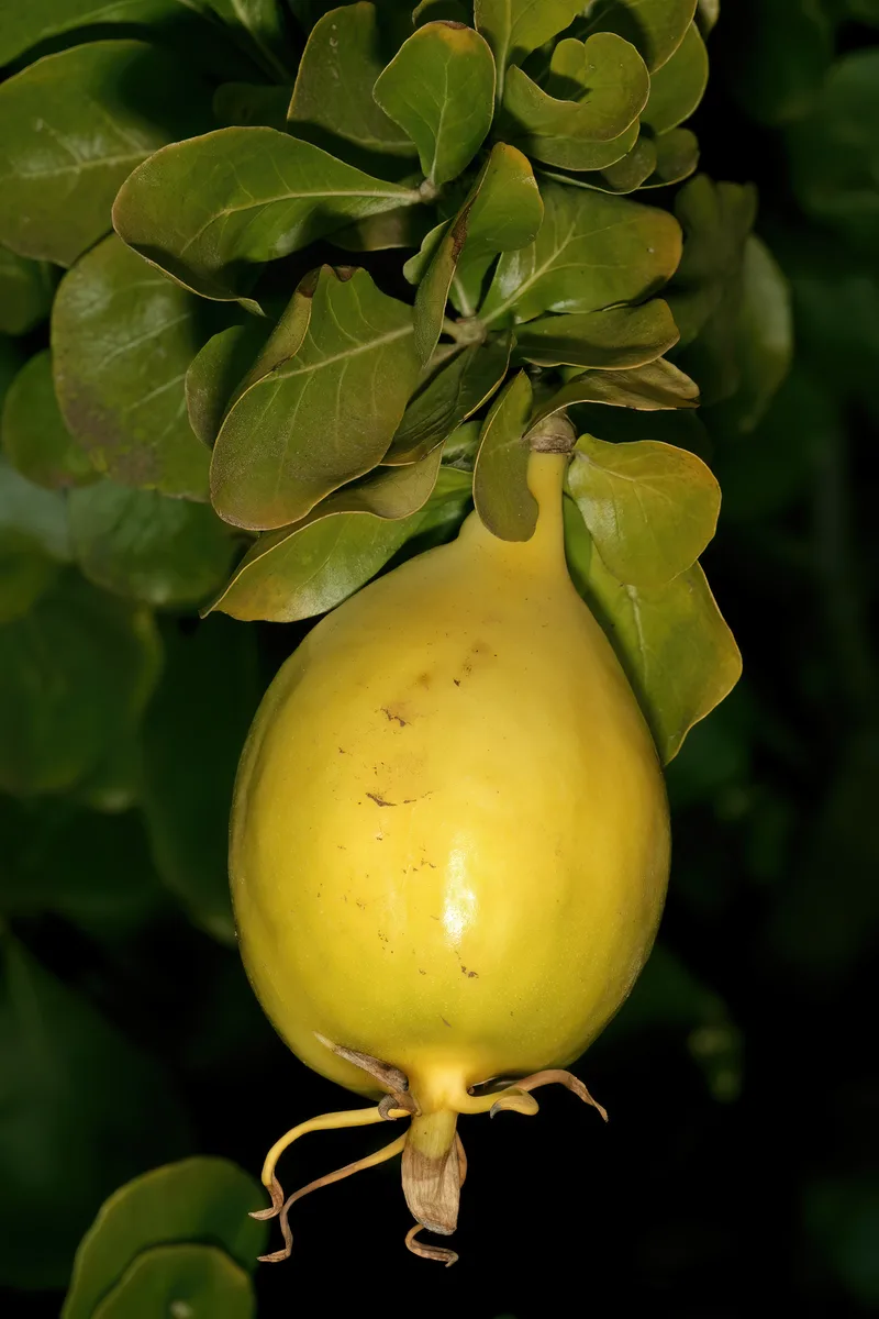 Buttonbush Gardenia (Gardenia cornuta)
