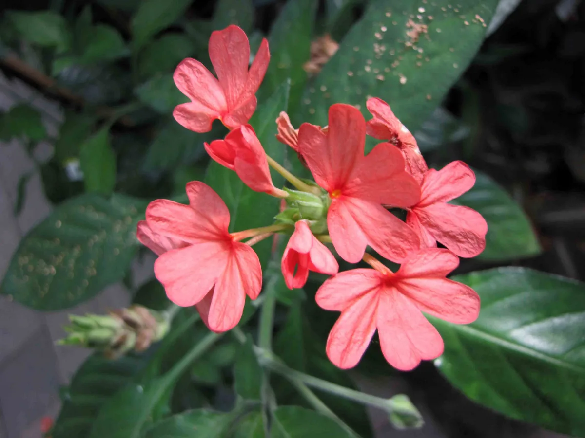 Orange Marmalade Crossandra