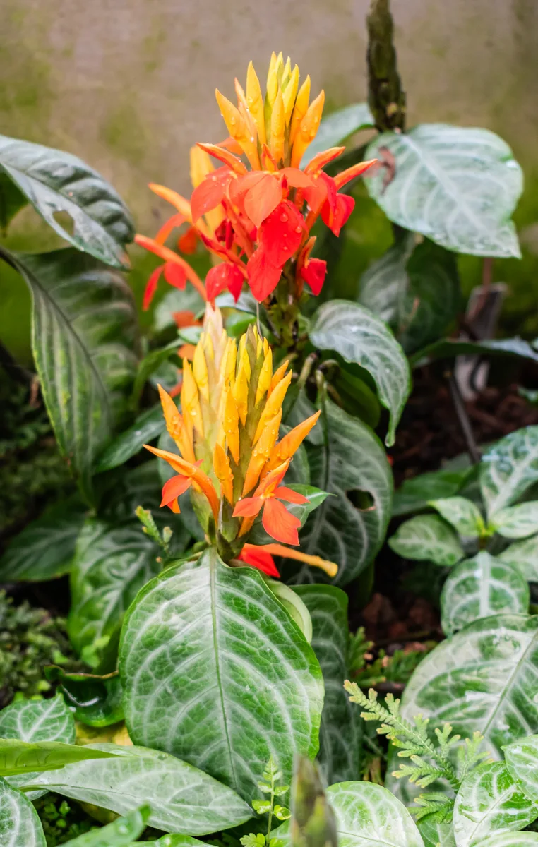 Golden Aphelandra (Aphelandra aurantiaca)