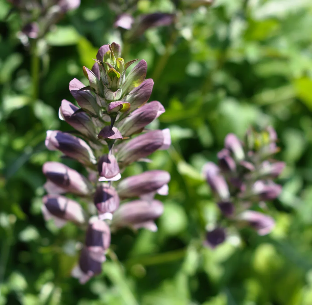 Bear Breeches (Acanthus mollis)